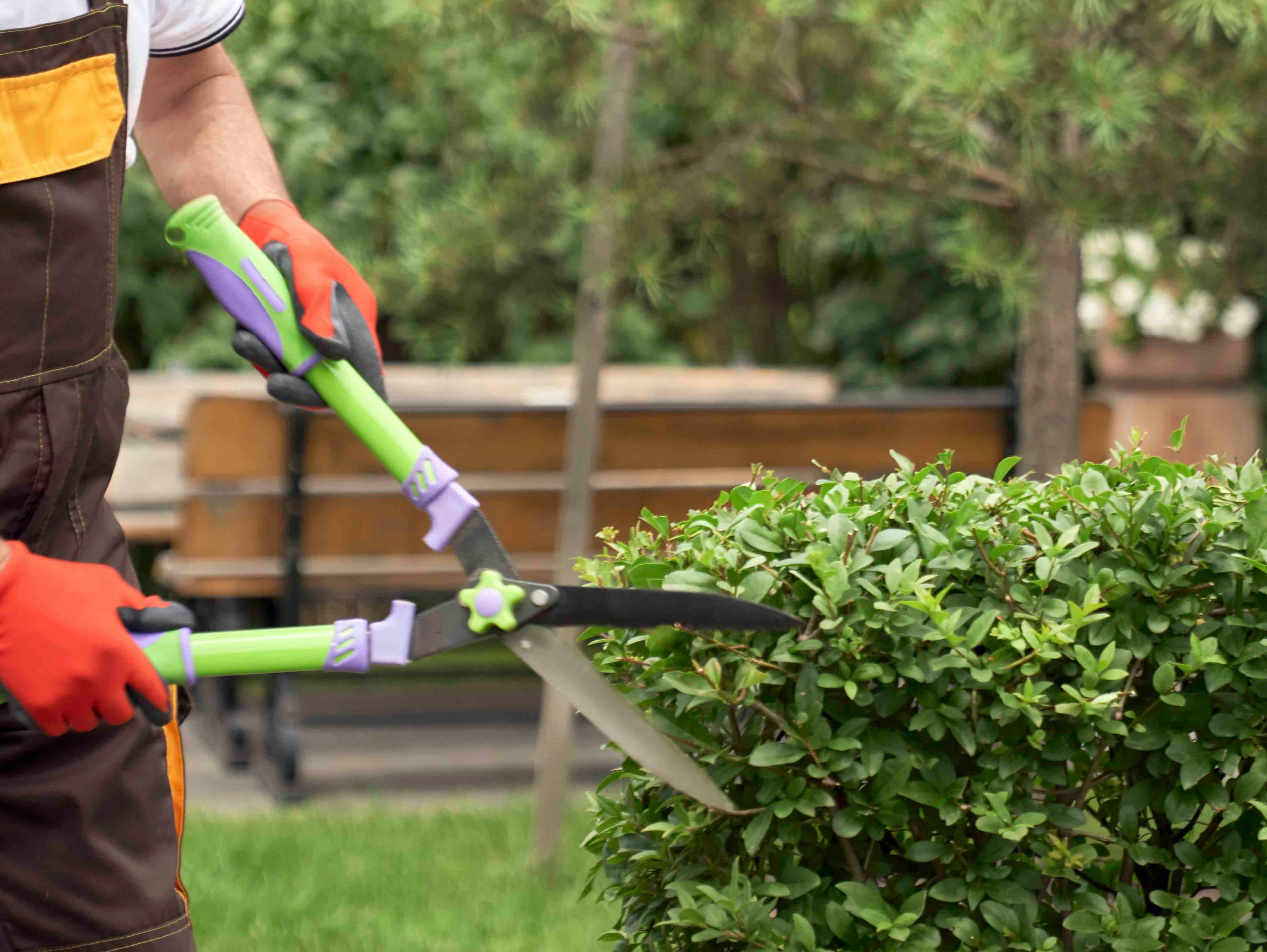 Ein Mann schneidet überwucherte Büsche.