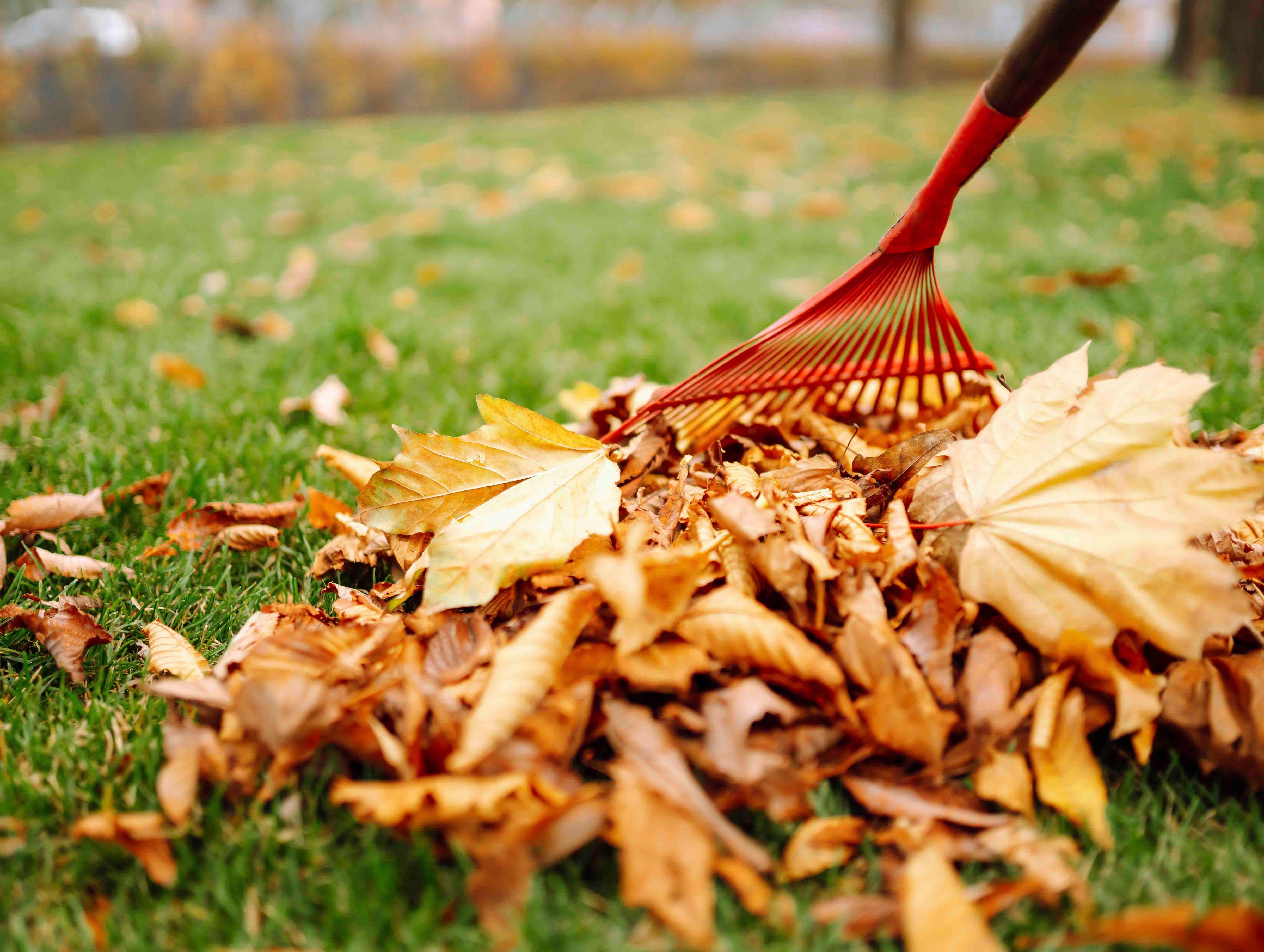 Rechen mit abgefallenen Blättern im Park. Hausmeister reinigt Blätter im Herbst. Freiwilligenarbeit, Reinigung und Ökologiekonzept.